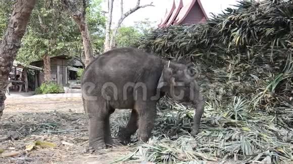 泰国婴儿大象吃食物视频