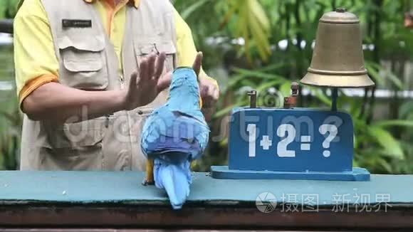 鹦鹉表演在鸟类公园视频