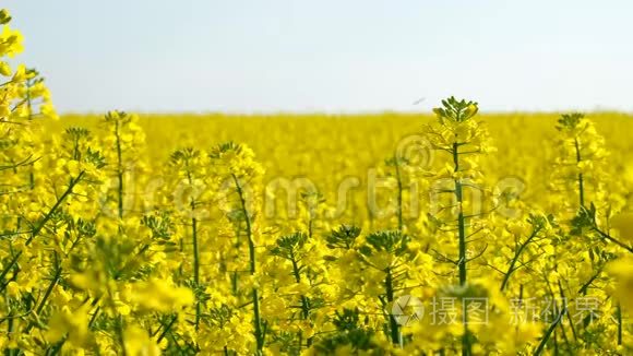 五彩缤纷的油菜花田野视频