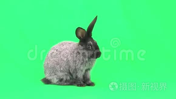 一只灰兔视频
