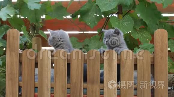 小猫在小木操场上玩耍视频