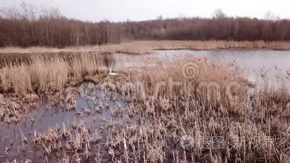 维捷布斯克市郊区的天鹅湖视频