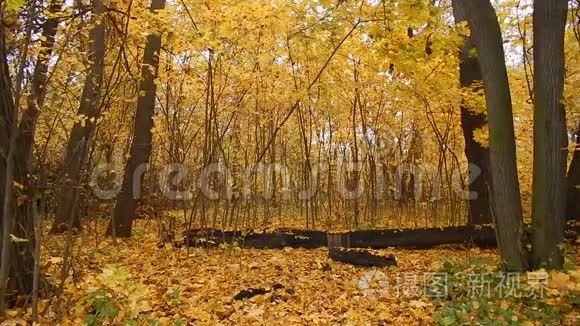 森林自然保护区秋季落叶日视频
