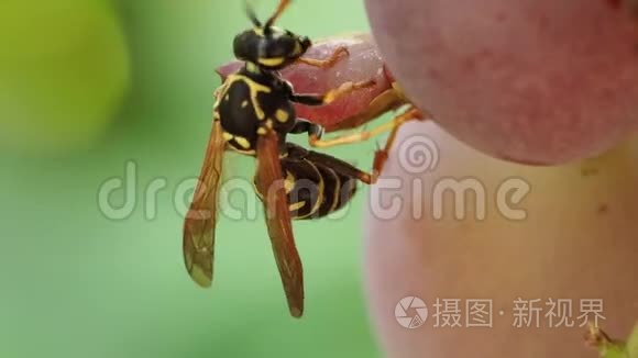 自然界昆虫的宏观摄影视频