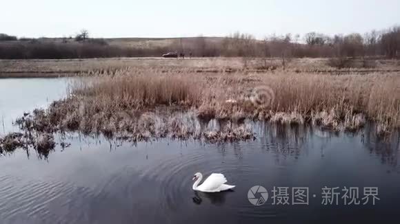 维捷布斯克市郊区的天鹅湖视频