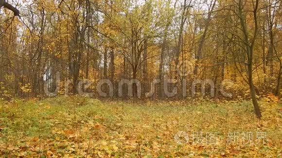 森林自然保护区秋季落叶日视频
