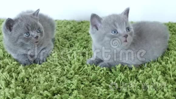 一只绿地毯上的英国小猫视频
