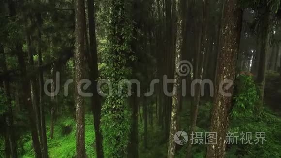 阿里山风景区雾雾海的雾柏林