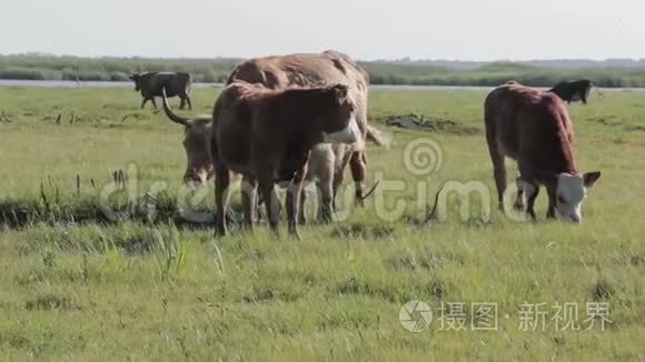 野牛在英格兰湖边的草地上吃草视频