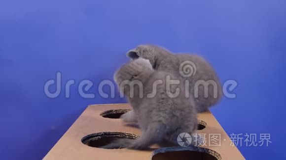 小猫用一个有洞的纸板箱视频