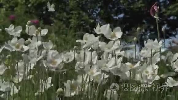 夏日花园里美丽的花朵视频