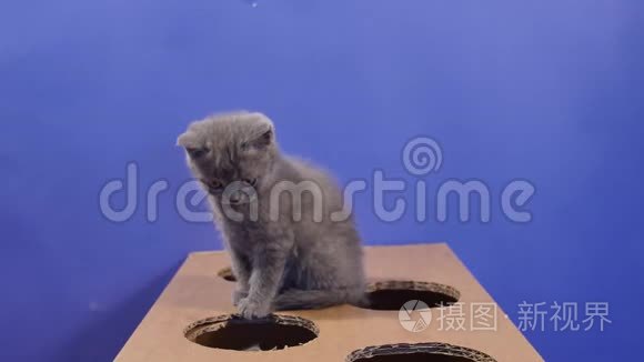 小猫用一个有洞的纸板箱视频