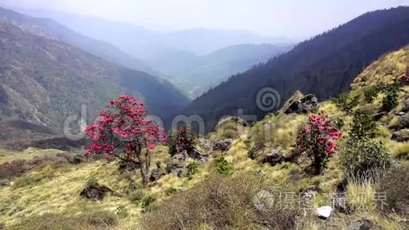 在尼泊尔山区开花的杜鹃花视频