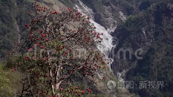 在尼泊尔山区开花的杜鹃花视频