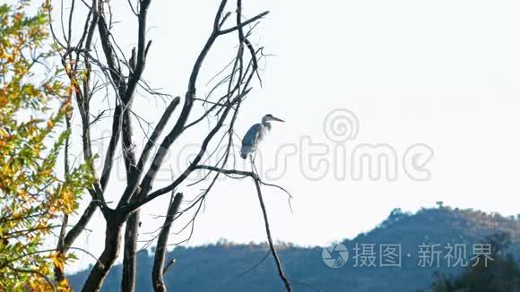 南非的自然风光视频