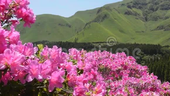 粉红色的杜鹃花视频