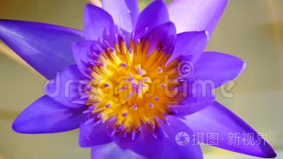 紫莲是美丽的花型之一视频