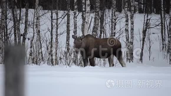 麋鹿妈妈在冬天用白桦树喂养视频