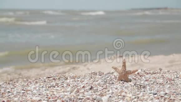 海岸上的海星视频