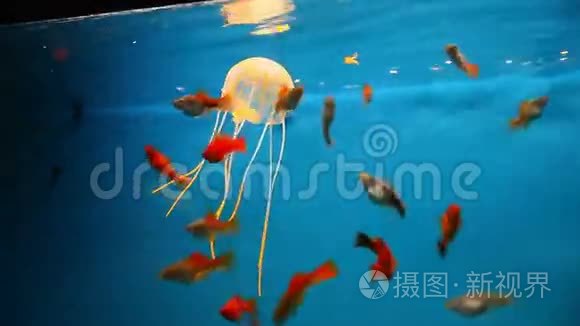 水族馆背景蓝色平静的鱼游草视频