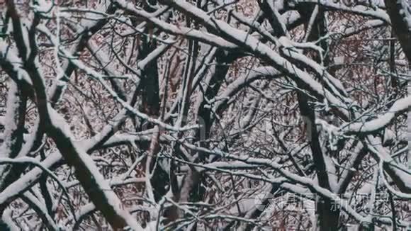 下雪的冬季森林视频