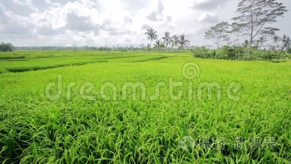 巴厘岛美丽的稻田视频