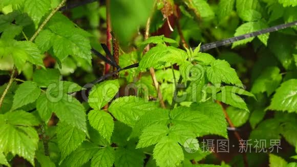 植物和树的健康果实