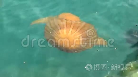 深蓝色海洋中的水母视频