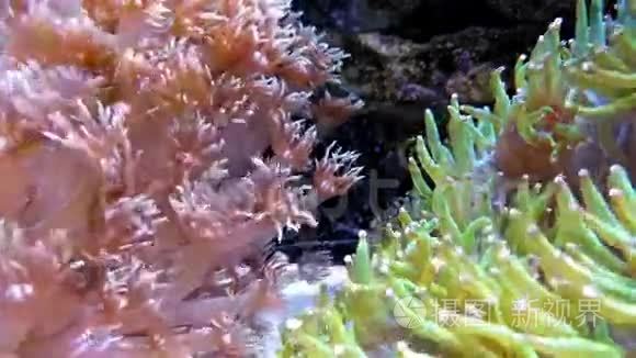 水族馆里充满活力的珊瑚视频