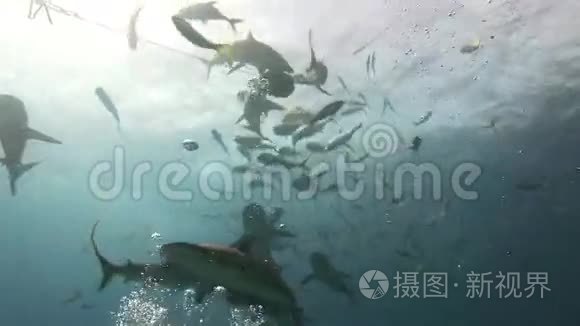 鲨鱼在珊瑚礁上寻找食物视频