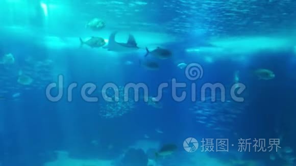 葡萄牙里斯本海洋馆的海洋生物视频