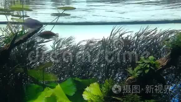 葡萄牙里斯本海洋馆的海洋生物视频