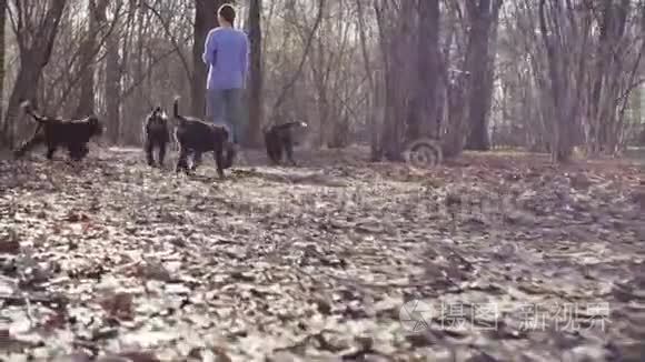 与伯尔尼牧羊犬小狗同行的女人视频