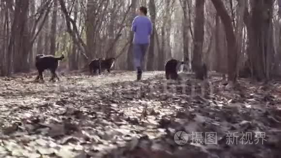 与伯尔尼牧羊犬小狗同行的女人视频