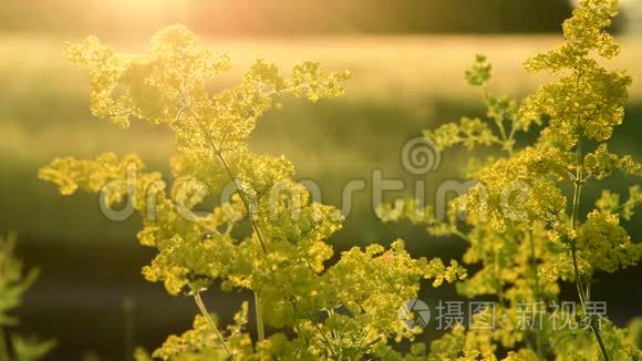 在夕阳的光芒中绽放黄色