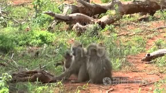 肯尼亚旅馆区的猴子视频
