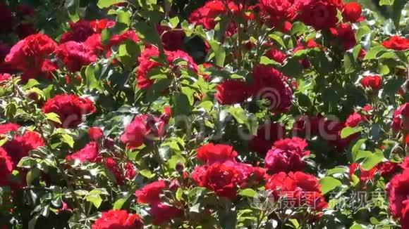 花园里的红玫瑰盛开在植物园里视频