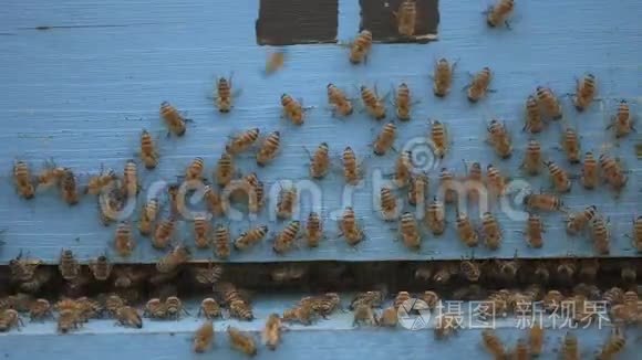 蜜蜂清洗木制的入口视频
