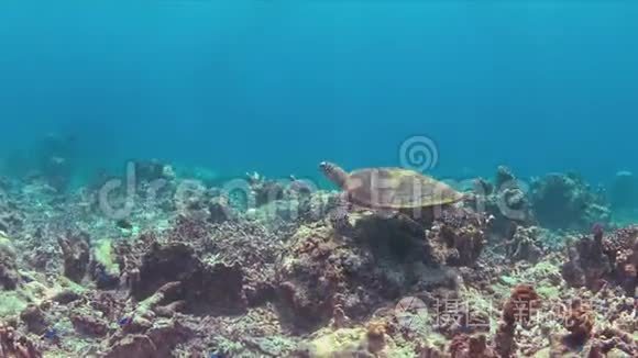 龟在珊瑚礁上游泳视频