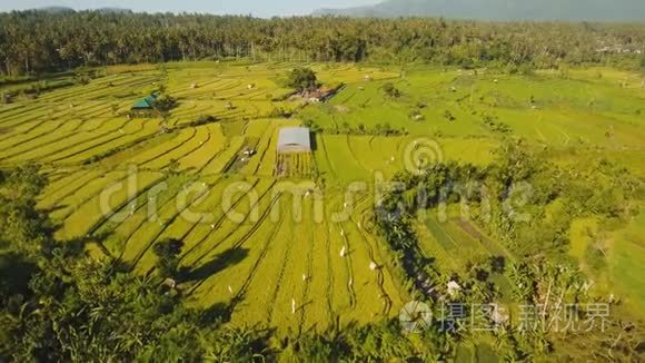 印度尼西亚巴厘岛稻田景观视频