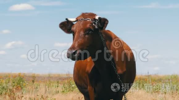 牛在村附近的草地上放牧视频