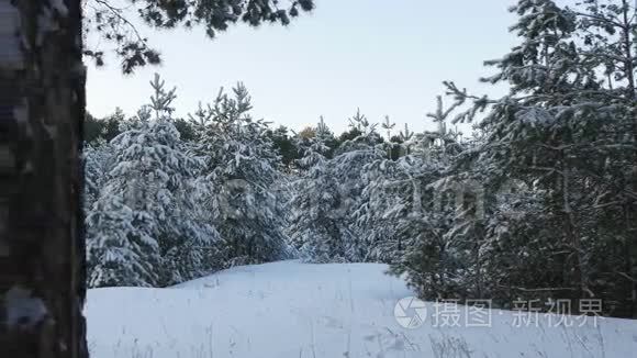 白雪皑皑的冬林圣诞节