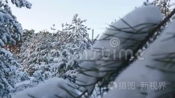 白雪皑皑的冬林圣诞节