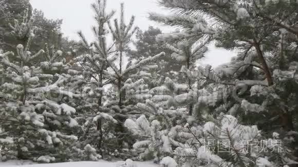 白雪皑皑的冬林圣诞节