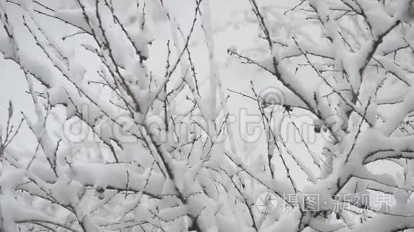 白雪覆盖的背景下落下的雪视频