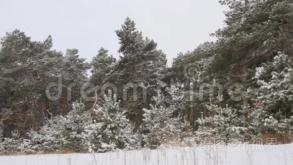 白雪皑皑的冬林圣诞节视频