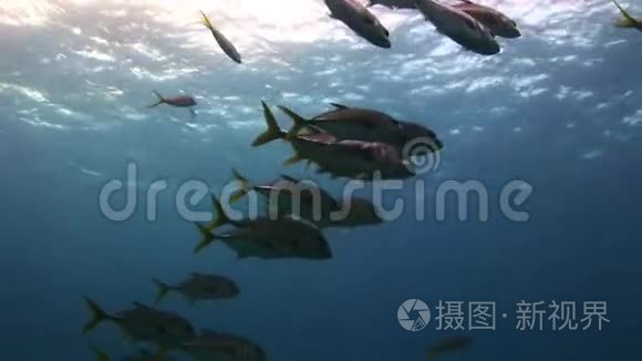 在海底寻找食物的鱼群视频