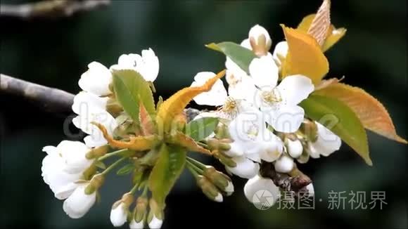 春天樱花树上的花