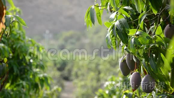 芒果热带水果挂在果树的树枝上视频