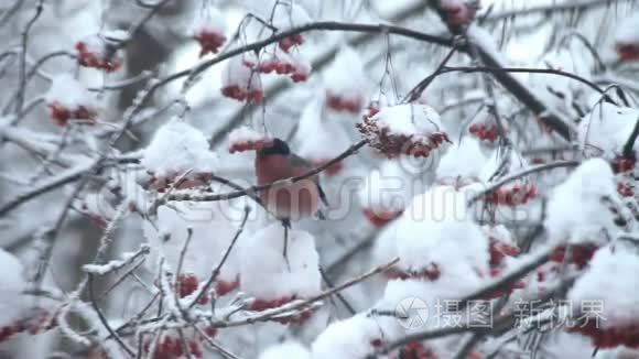 牛翅在雪地里吃树上的红视频